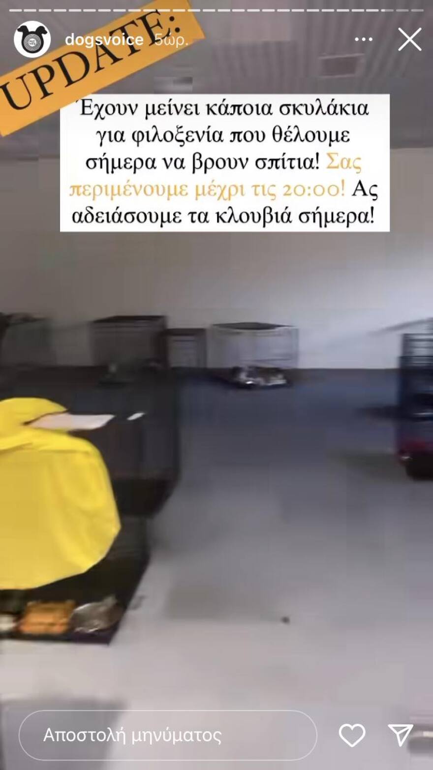 Φωτιές: Τα πυρόπληκτα σκυλάκια της Dogs' Voice - Δείτε βίντεο