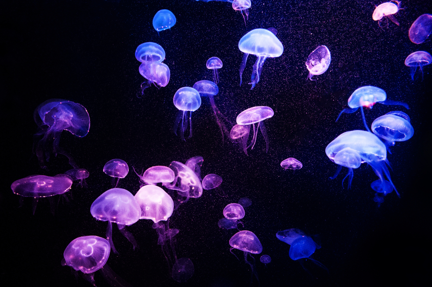 Θα γεμίσουν με μέδουσες οι θάλασσες στο μέλλον;  Πώς οι καύσωνες απειλούν τα θαλάσσια οικοσυστήματα