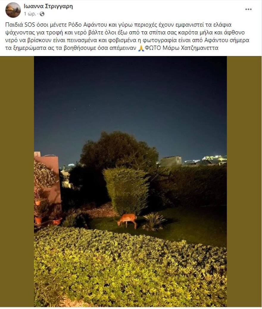 SOS για τα ελάφια στη Ρόδο - Βγήκαν στις αυλές σπιτιών και ψάχνουν για φαγητό