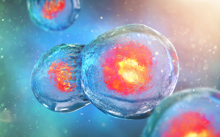 Το πρώτο συνθετικό ανθρώπινο έμβρυο είναι γεγονός - Πόσο επέζησε;