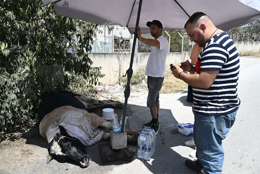 Φωτιές - Γήτας (καθηγητής Δασολογίας): Γιατί «προτιμούν» νησιά και νότια Ελλάδα - Πώς συνδέονται με τις βροχές