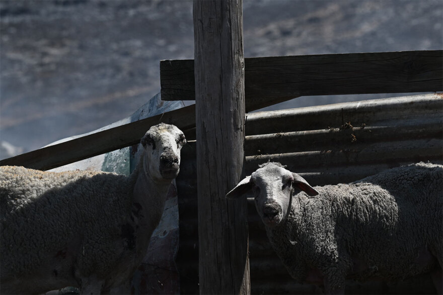 Φωτιές - Γήτας (καθηγητής Δασολογίας): Γιατί «προτιμούν» νησιά και νότια Ελλάδα - Πώς συνδέονται με τις βροχές