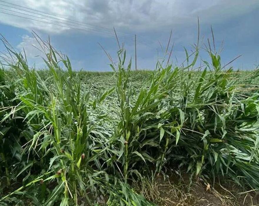 Ξάνθη: Μεγάλες καταστροφές στον κάμπο από χαλαζόπτωση - Ξεριζώθηκε κολώνα της ΔΕΗ