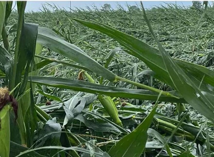 Ξάνθη: Μεγάλες καταστροφές στον κάμπο από χαλαζόπτωση - Ξεριζώθηκε κολώνα της ΔΕΗ