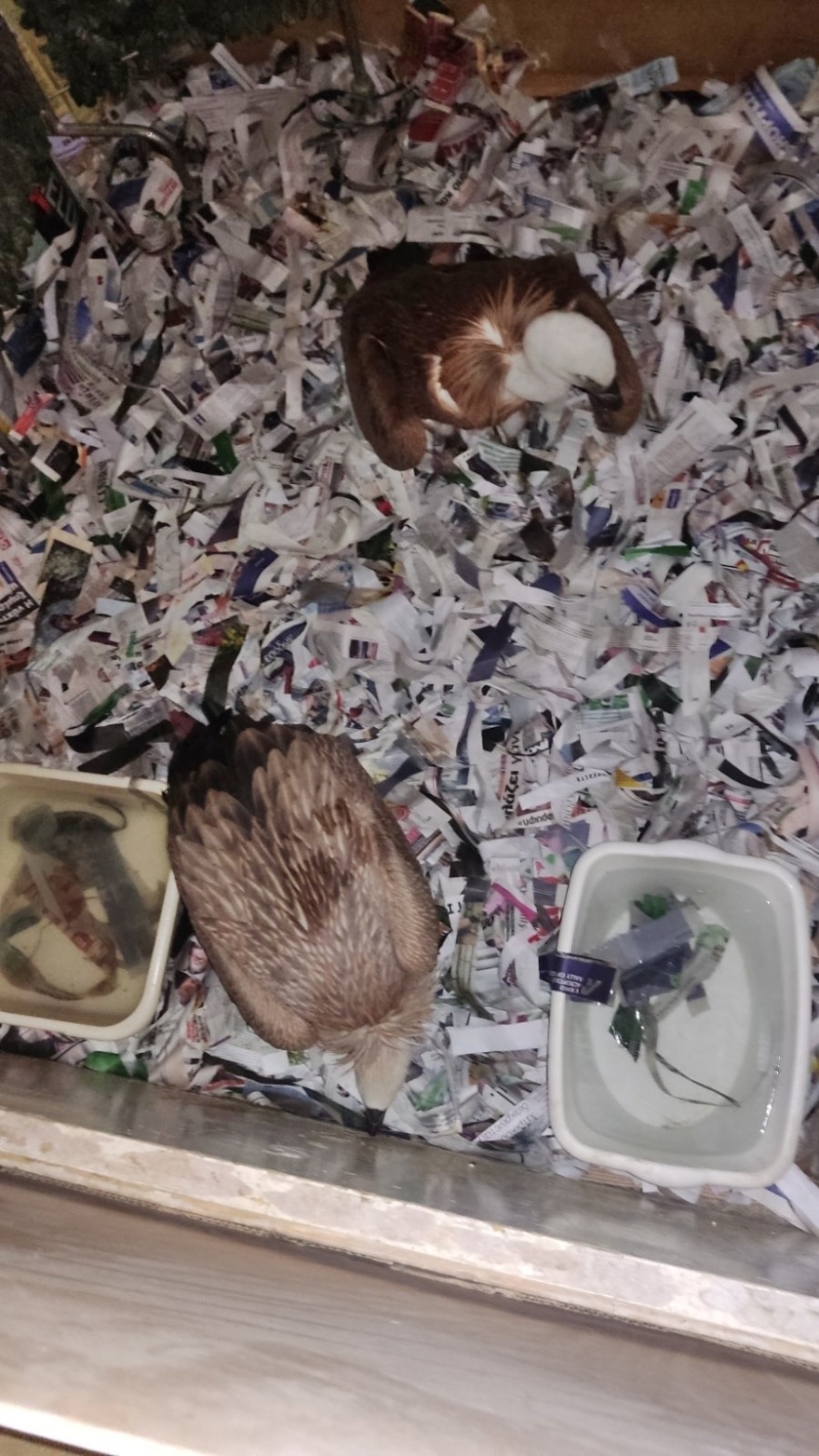 Κρήτη: Οι γύπες πεθαίνουν από αφυδάτωση - Η έκκληση των φιλοζωικών οργανώσεων