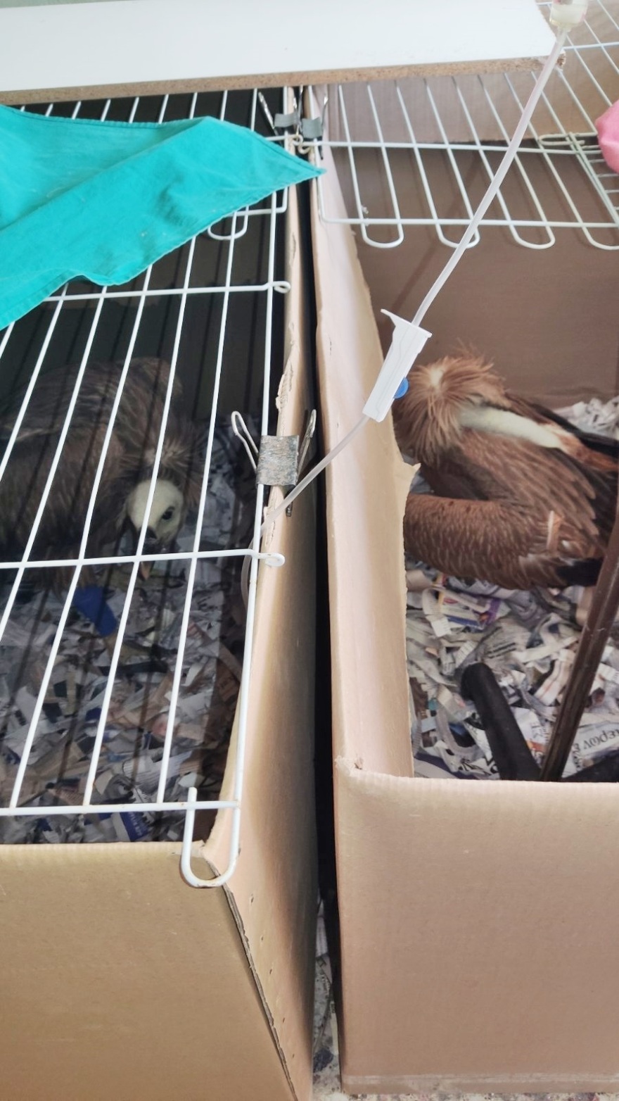 Κρήτη: Οι γύπες πεθαίνουν από αφυδάτωση - Η έκκληση των φιλοζωικών οργανώσεων