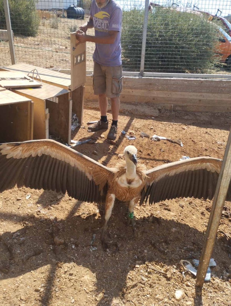 Κρήτη: Οι γύπες πεθαίνουν από αφυδάτωση - Η έκκληση των φιλοζωικών οργανώσεων