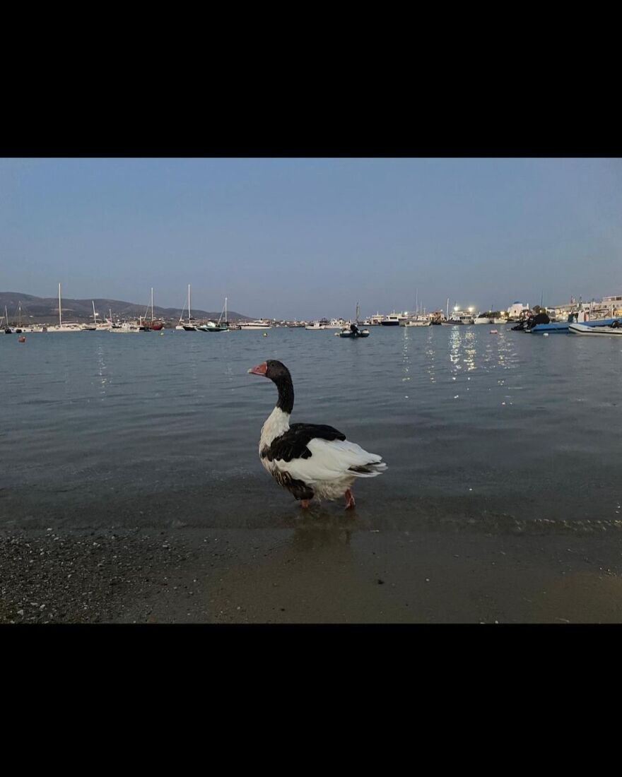 Σάσα Μπάρον Κοέν: Ο «Μπόρατ» ενθουσιάστηκε με την Ελλάδα - Οι φωτογραφίες από την Αντίπαρο