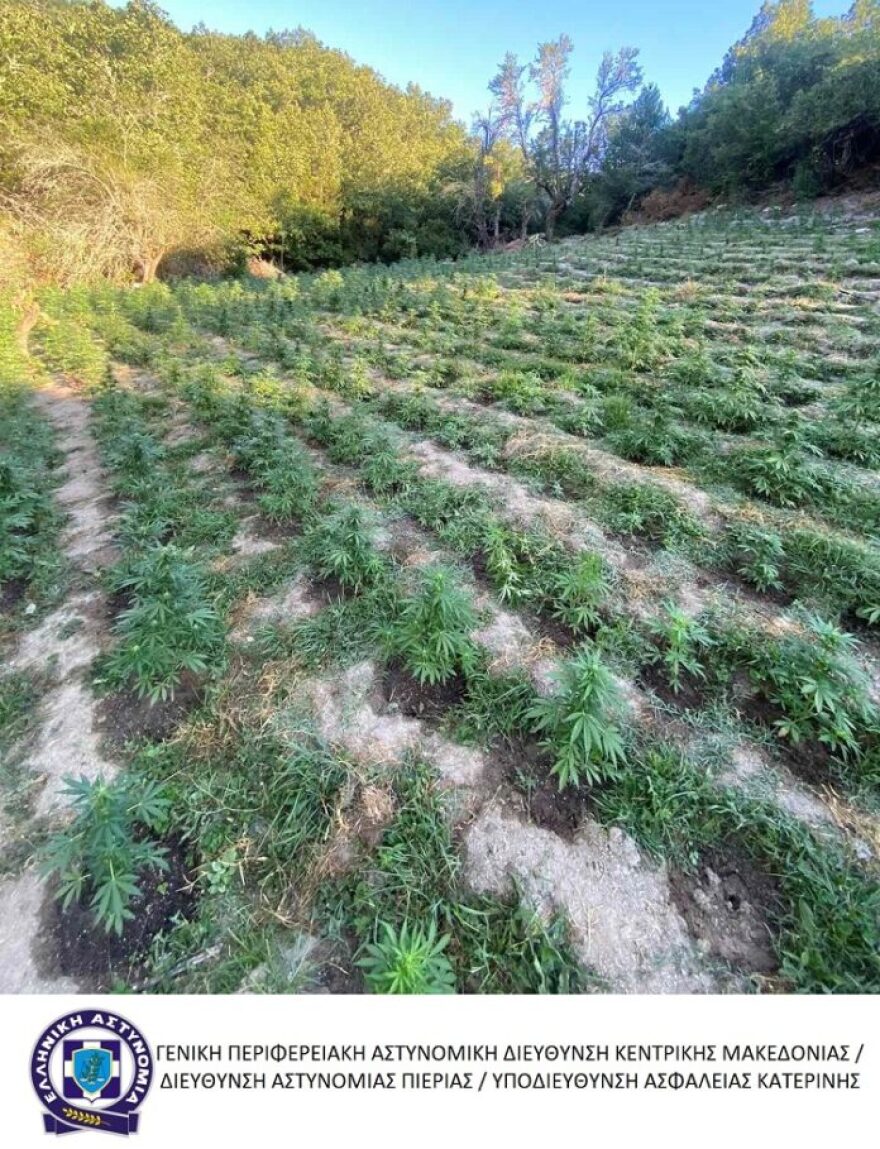 Τέμπη: Αστυνομικοί «ξερίζωσαν» χασισοφυτεία-μαμούθ με 2.808 δενδρύλλια - Δείτε φωτογραφίες