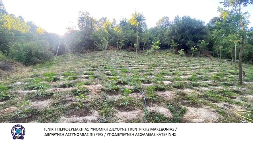 Τέμπη: Αστυνομικοί «ξερίζωσαν» χασισοφυτεία-μαμούθ με 2.808 δενδρύλλια - Δείτε φωτογραφίες