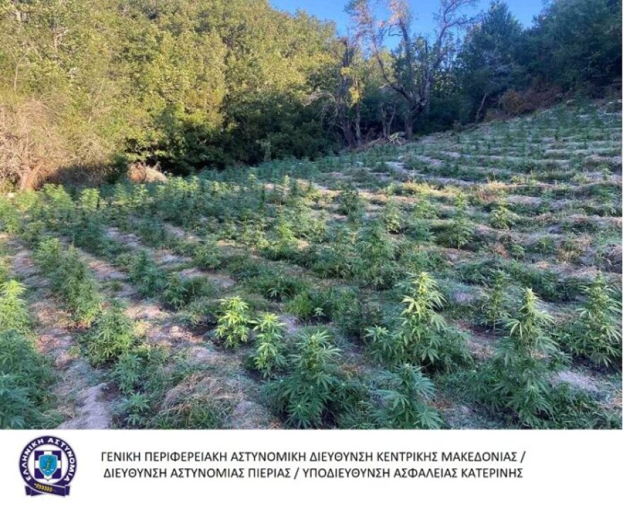 Τέμπη: Αστυνομικοί «ξερίζωσαν» χασισοφυτεία-μαμούθ με 2.808 δενδρύλλια - Δείτε φωτογραφίες