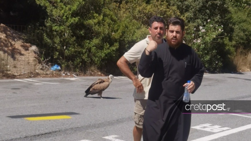 Κρήτη: Εξαντλημένο όρνιο από τη ζέστη στη μέση του δρόμου - Ιερέας έτρεξε να του δώσει νερό