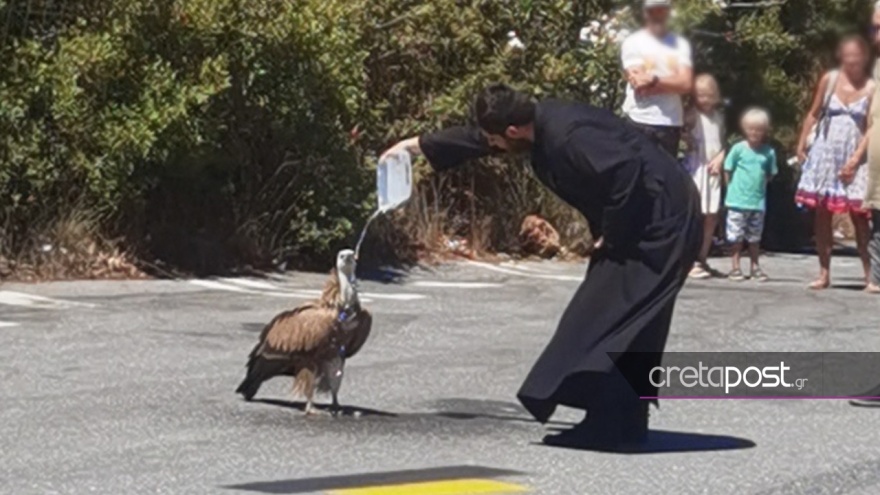 Κρήτη: Εξαντλημένο όρνιο από τη ζέστη στη μέση του δρόμου - Ιερέας έτρεξε να του δώσει νερό