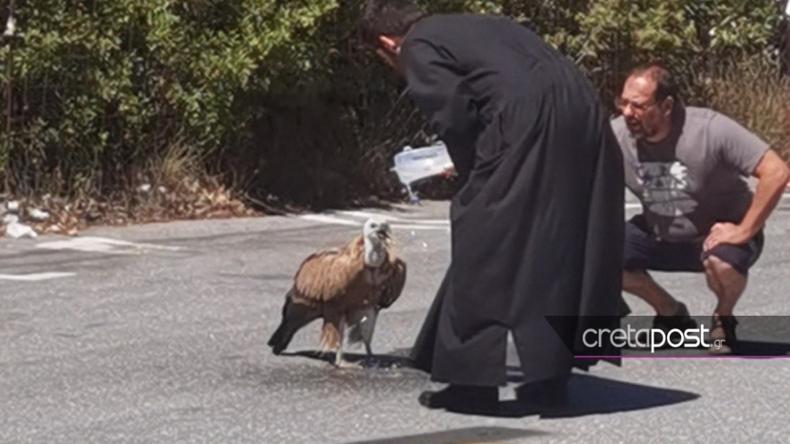 Κρήτη: Εξαντλημένο όρνιο από τη ζέστη στη μέση του δρόμου - Ιερέας έτρεξε να του δώσει νερό