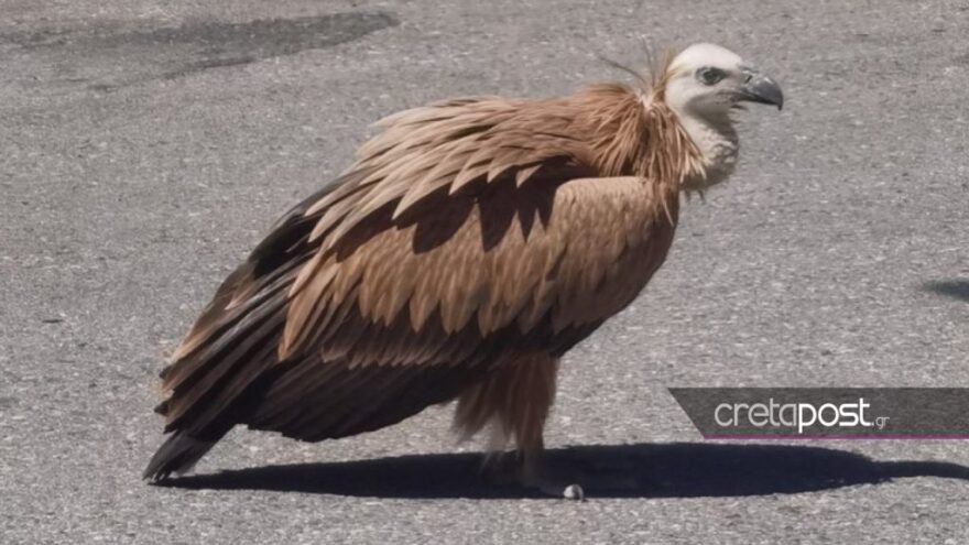 Κρήτη: Εξαντλημένο όρνιο από τη ζέστη στη μέση του δρόμου - Ιερέας έτρεξε να του δώσει νερό
