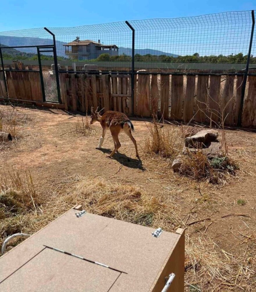 Ρόδος: Χειρουργήθηκε επιτυχώς και χαίρει άκρας υγείας το ελαφάκι που σώθηκε από την πύρινη λαίλαπα