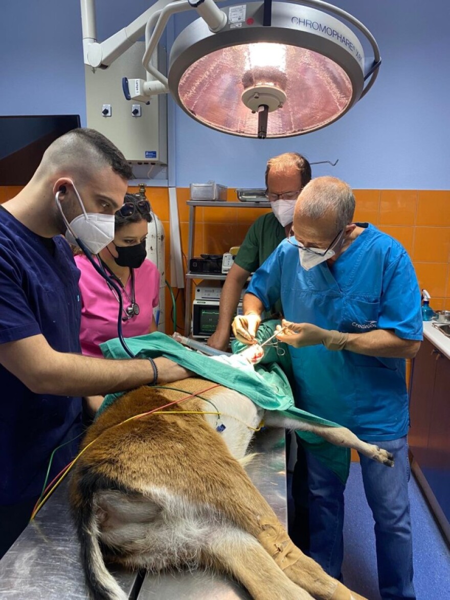 Ρόδος: Χειρουργήθηκε επιτυχώς και χαίρει άκρας υγείας το ελαφάκι που σώθηκε από την πύρινη λαίλαπα