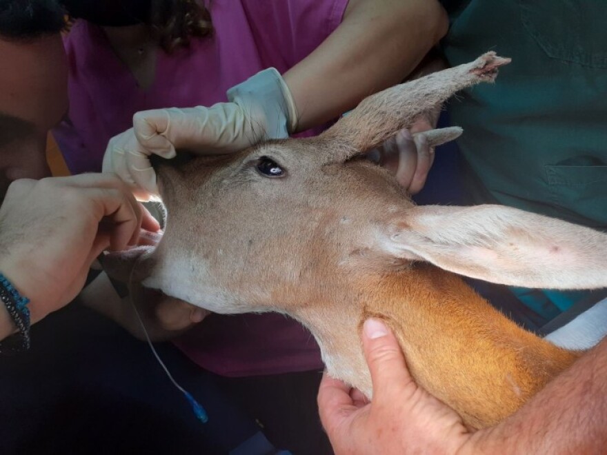 Ρόδος: Χειρουργήθηκε επιτυχώς και χαίρει άκρας υγείας το ελαφάκι που σώθηκε από την πύρινη λαίλαπα