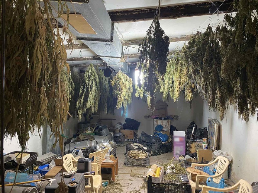 ΕΛ.ΑΣ: Τρεις φυτείες με πάνω από 90 κιλά κάνναβης θα απέφεραν 750.000 ευρώ