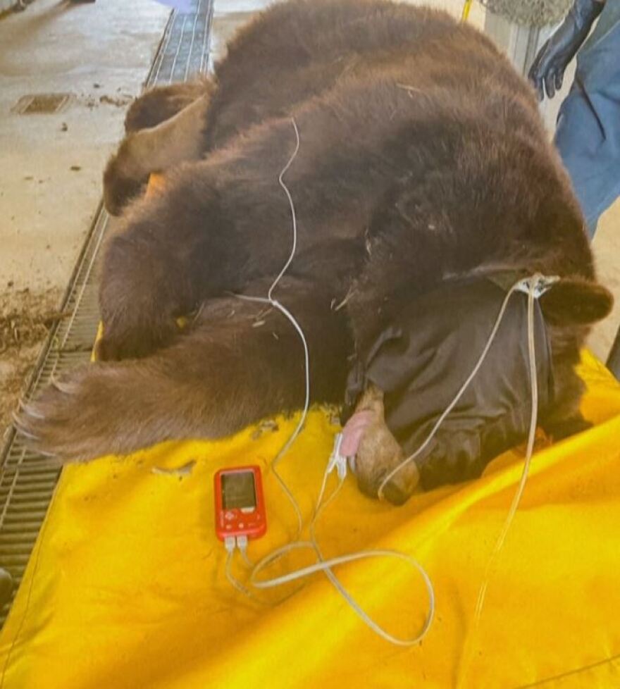 Καλιφόρνια: Η αρκούδα «Χανκ το τανκ»... συνελήφθη μετά από 21 διαρρήξεις σε σπίτια - Δείτε βίντεο και φωτογραφίες