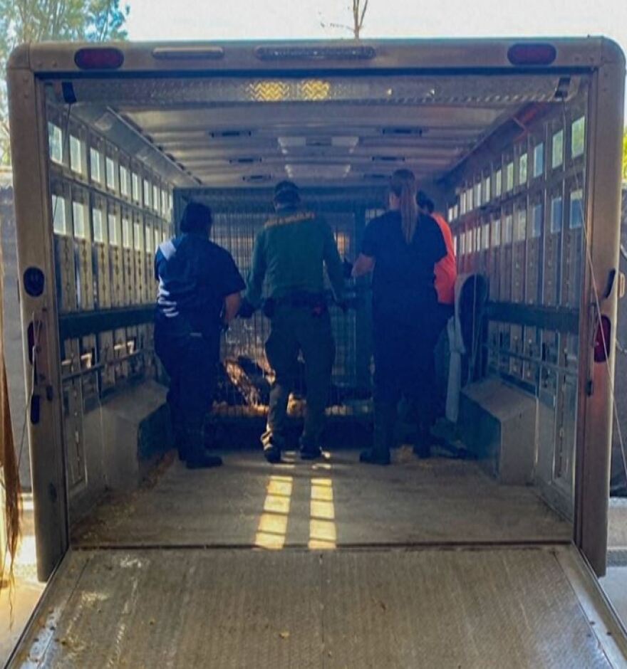 Καλιφόρνια: Η αρκούδα «Χανκ το τανκ»... συνελήφθη μετά από 21 διαρρήξεις σε σπίτια - Δείτε βίντεο και φωτογραφίες