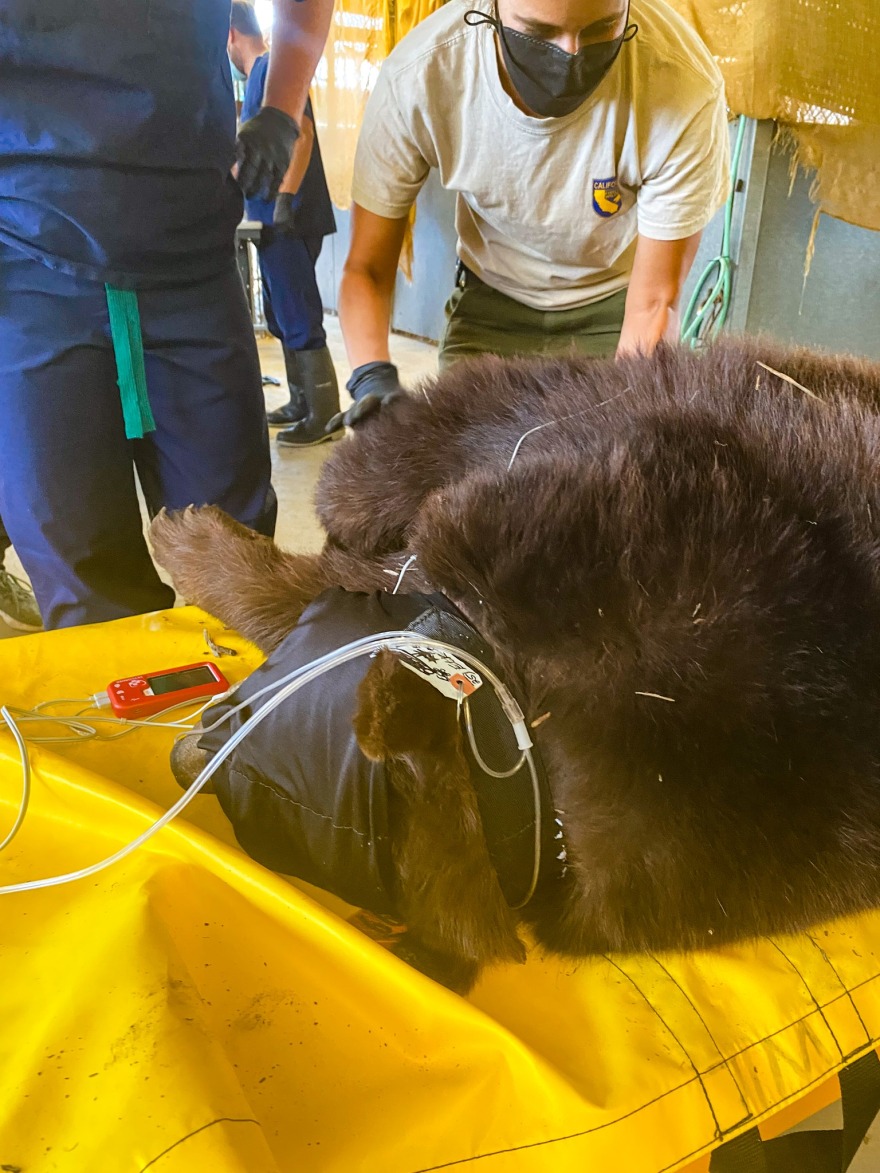 Καλιφόρνια: Η αρκούδα «Χανκ το τανκ»... συνελήφθη μετά από 21 διαρρήξεις σε σπίτια - Δείτε βίντεο και φωτογραφίες