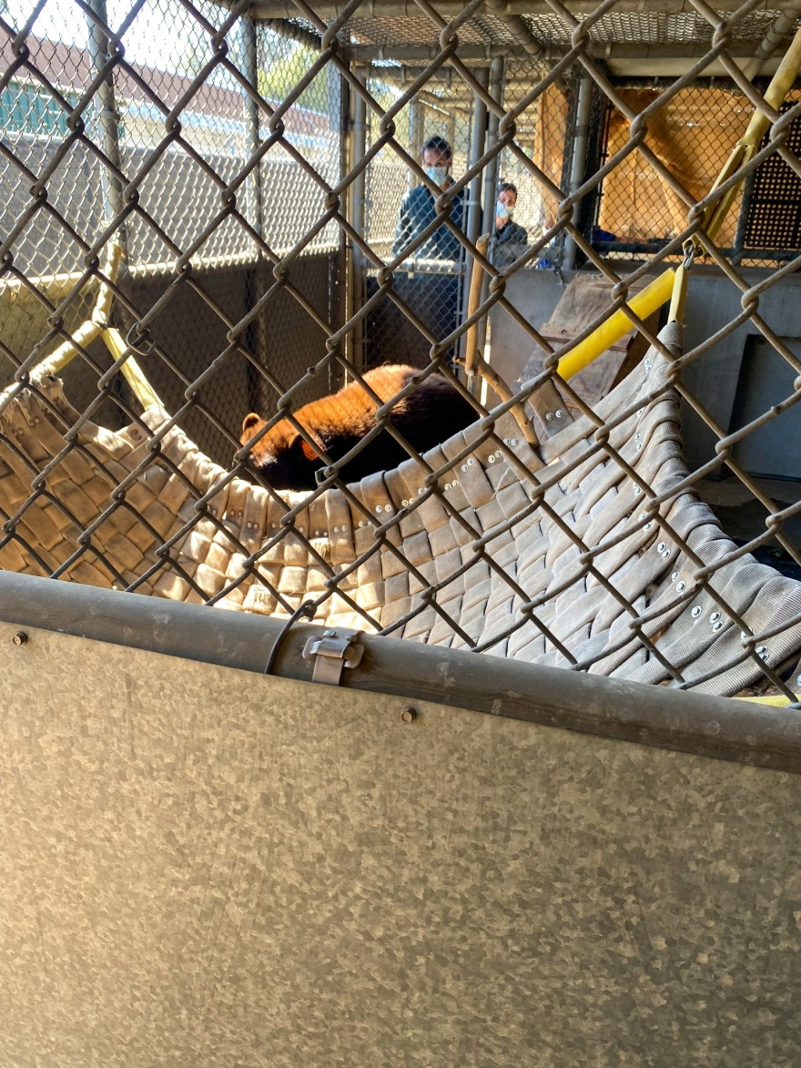 Καλιφόρνια: Η αρκούδα «Χανκ το τανκ»... συνελήφθη μετά από 21 διαρρήξεις σε σπίτια - Δείτε βίντεο και φωτογραφίες