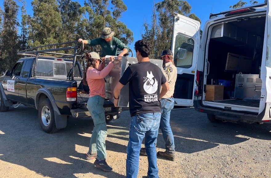 Καλιφόρνια: Η αρκούδα «Χανκ το τανκ»... συνελήφθη μετά από 21 διαρρήξεις σε σπίτια - Δείτε βίντεο και φωτογραφίες