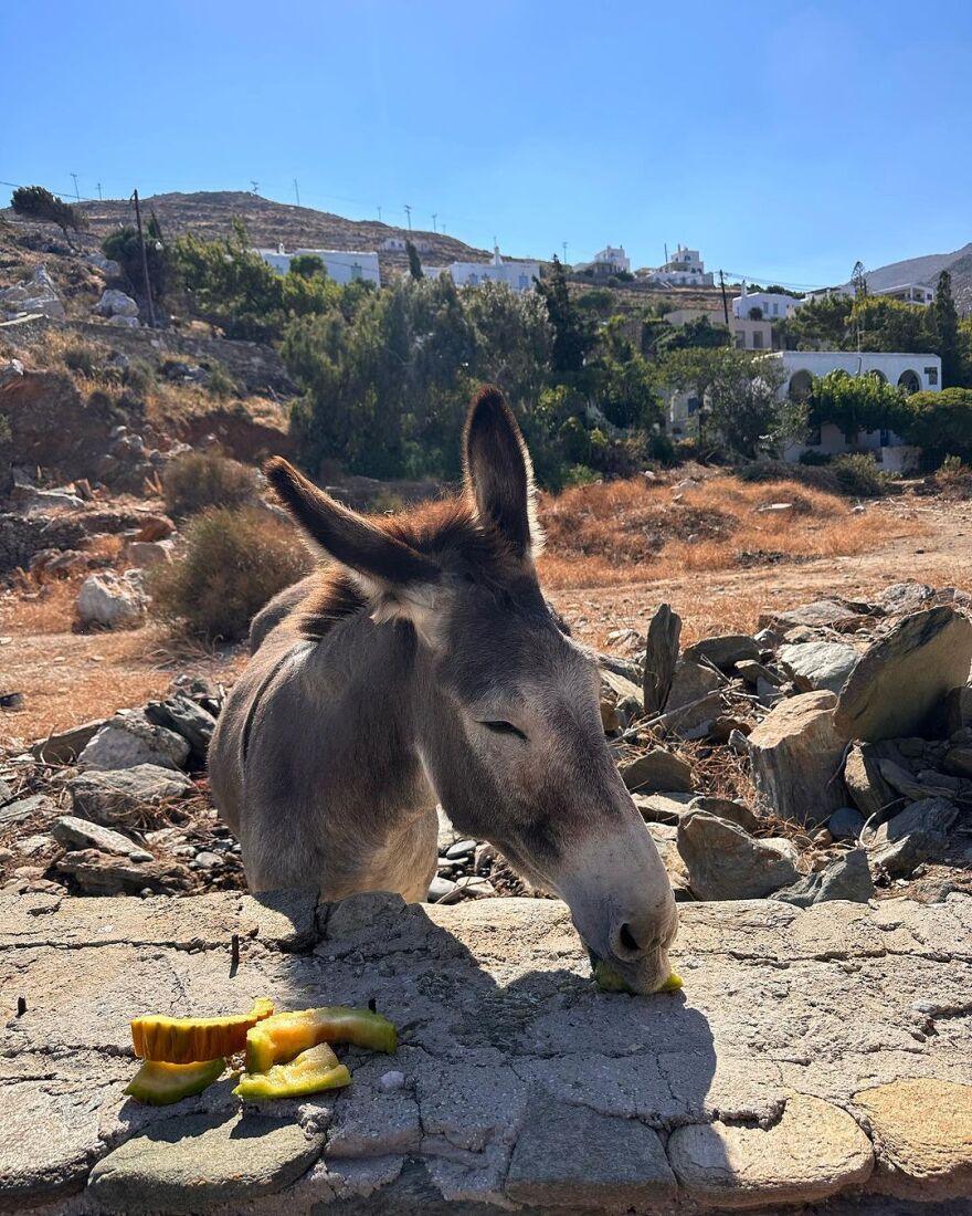 Τόνια Σωτηροπούλου – Κωστής Μαραβέγιας: Στην Τήνο με τον Αποστόλη Τότσικα και τη Ρούλα Ρέβη