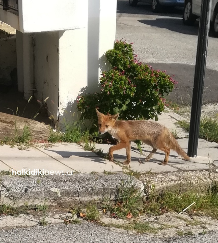 Χαλκιδική: Μια αλεπού «κόβει» βόλτες στους άδειους δρόμους του Πολύγυρου - Δείτε φωτογραφίες