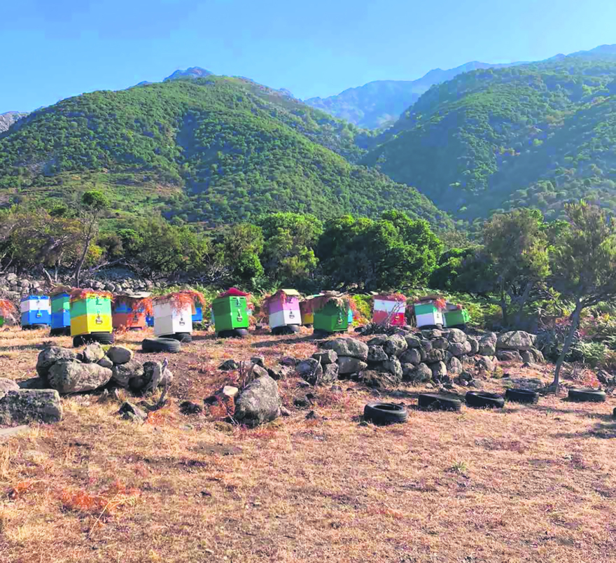 Σαμοθράκη: Το πικρόμελο που διακρίθηκε σε διεθνή διαγωνισμό και έγινε «best seller» στα Εμιράτα