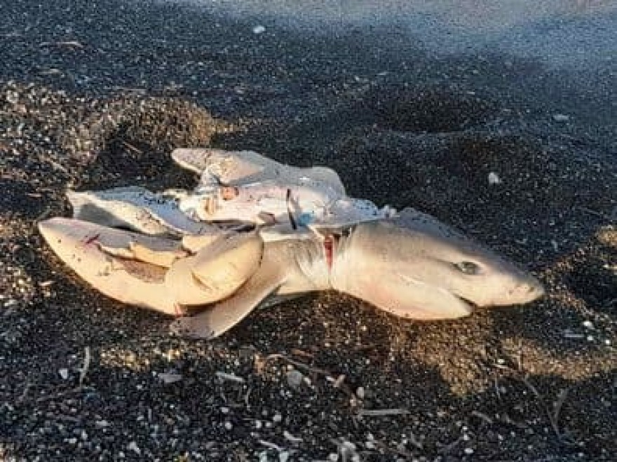 Σαντορίνη: Καρχαριάκι ξεβράστηκε σε παραλία - Δείτε φωτογραφίες
