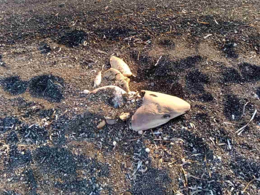 Σαντορίνη: Καρχαριάκι ξεβράστηκε σε παραλία - Δείτε φωτογραφίες