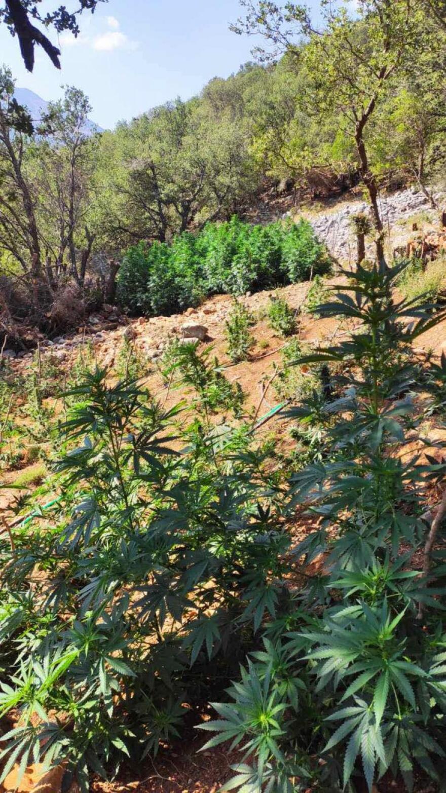 Σφακιά: «Ξερίζωσαν» φυτεία με πάνω από 500 χασισόδεντρα - Δείτε φωτογραφίες