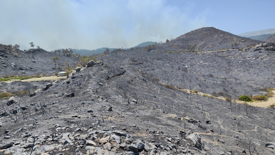 Ρόδος: Η περιβαλλοντική οργάνωση που κάνει αναδασώσεις έγινε πρωτοσέλιδο στη Le Monde