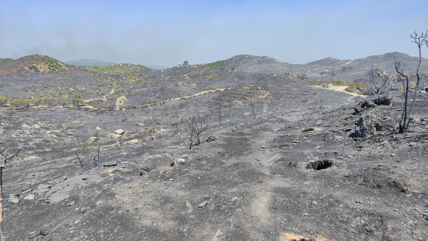 Ρόδος: Η περιβαλλοντική οργάνωση που κάνει αναδασώσεις έγινε πρωτοσέλιδο στη Le Monde