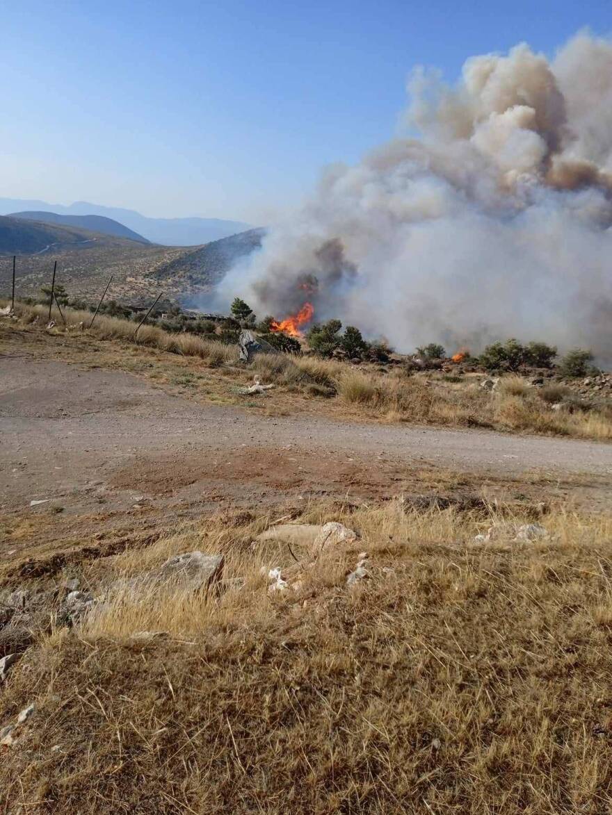Φωτιά στον Πρόδρομο Βοιωτίας: Με αλιευτικά σκάφη απομακρύνθηκαν 60 άτομα από την παραλία Σαράντη