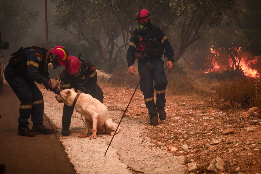 Φωτιά στη Φυλή: Συγκινητικές εικόνες από τη διάσωση ζώων