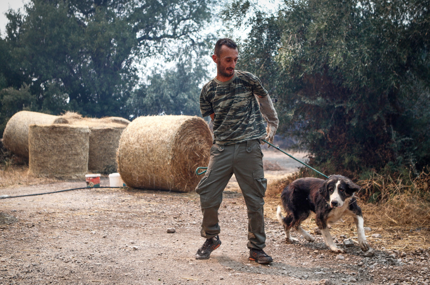 Φωτιά στη Φυλή: Συγκινητικές εικόνες από τη διάσωση ζώων