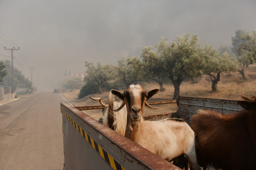 Πυρκαγιές: Ανεβαίνει προς την Πάρνηθα η φωτιά που ξέσπασε στη Φυλή - Κάηκαν σπίτια κι αυτοκίνητα στη Χασιά