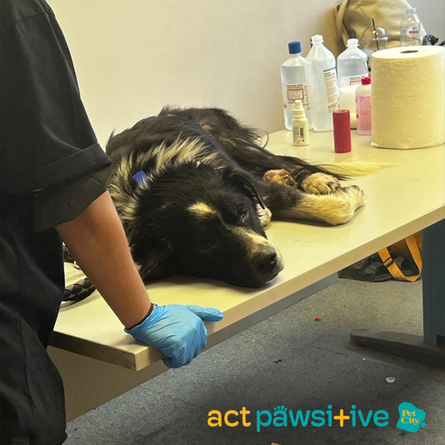 Ομάδα εθελοντών «Act Pawsitive» για 2η συνεχόμενη ημέρα δίπλα στα πυρόπληκτα ζωάκια!
