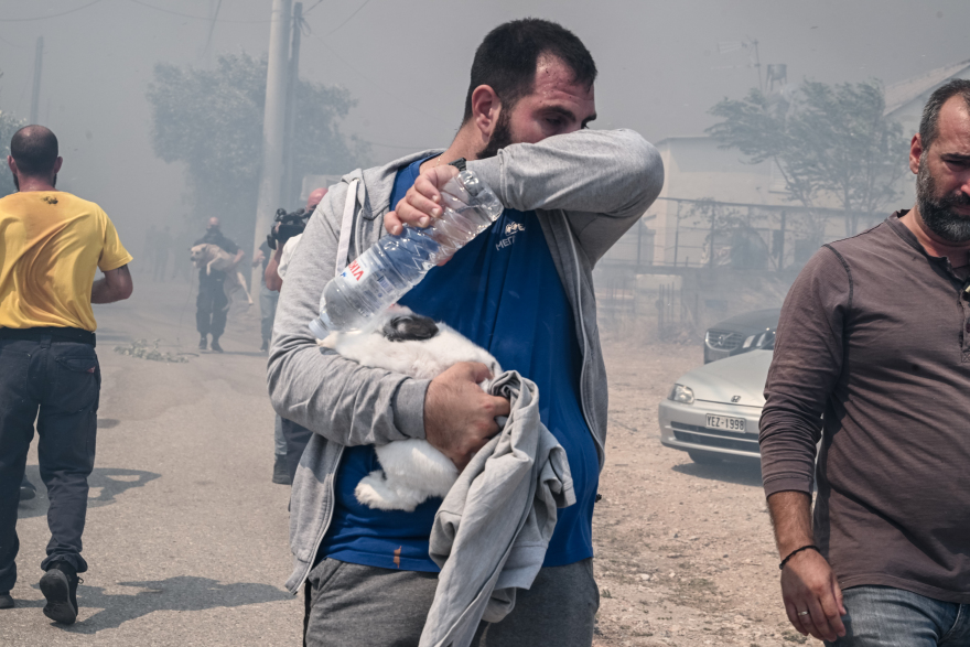 Φωτιά στην Πάρνηθα: Εθελοντές σώζουν ζώα που έχουν εγκλωβιστεί στη φωτιά στο Μενίδι - Δείτε φωτογραφίες