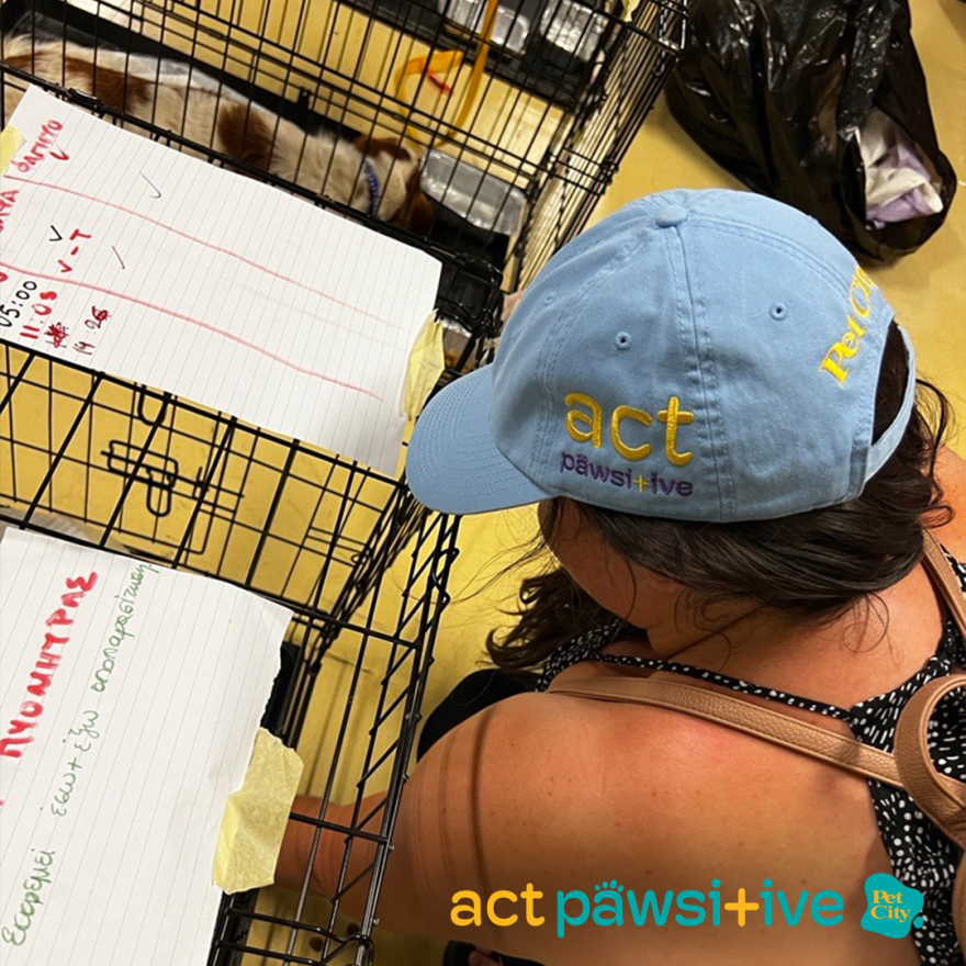 Ομάδα εθελοντών «Act Pawsitive» για 2η συνεχόμενη ημέρα δίπλα στα πυρόπληκτα ζωάκια!