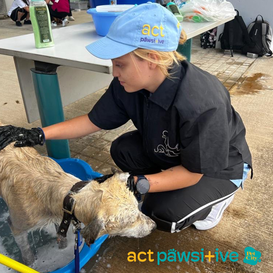 Ομάδα εθελοντών «Act Pawsitive» για 2η συνεχόμενη ημέρα δίπλα στα πυρόπληκτα ζωάκια!