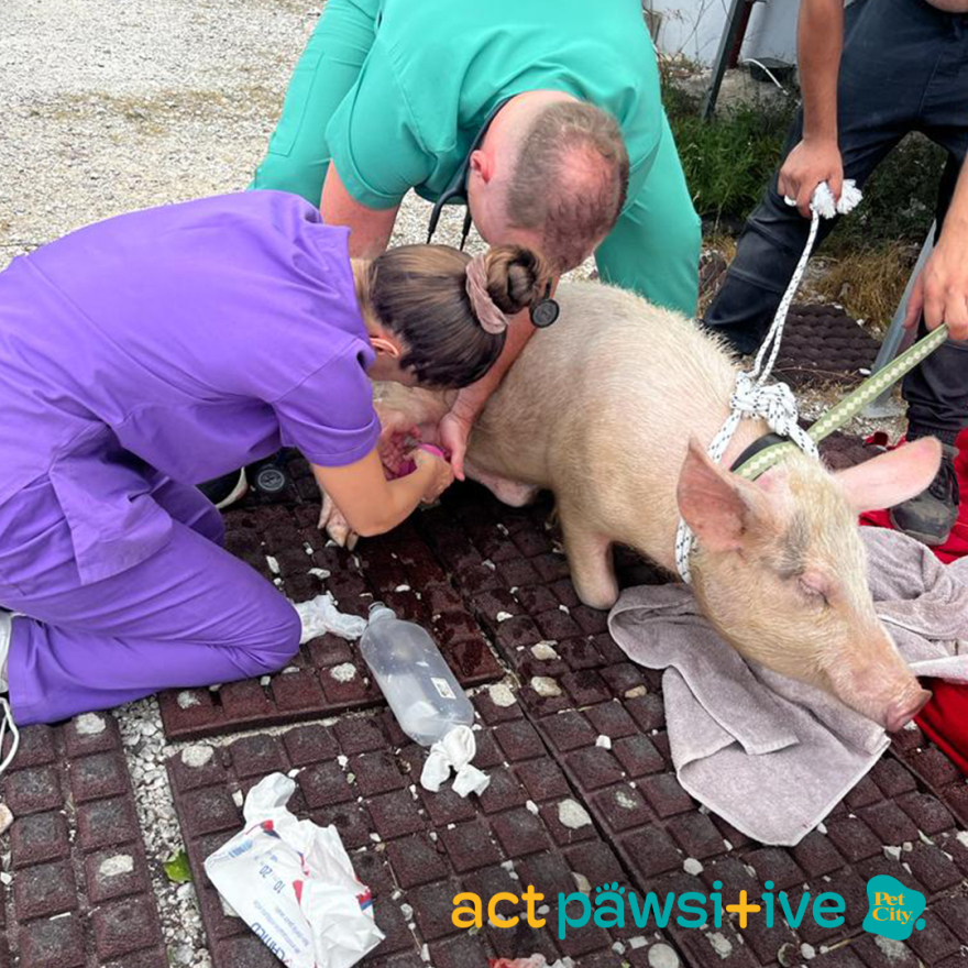 Ομάδα εθελοντών «Act Pawsitive» για 2η συνεχόμενη ημέρα δίπλα στα πυρόπληκτα ζωάκια!