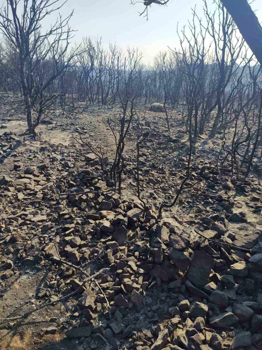 Φωτιά στον Έβρο: «Κοριτσάκια μου γλυκά» - Μελισσοκόμος αποχαιρετά με λυγμούς τις μέλισσες που κάηκαν