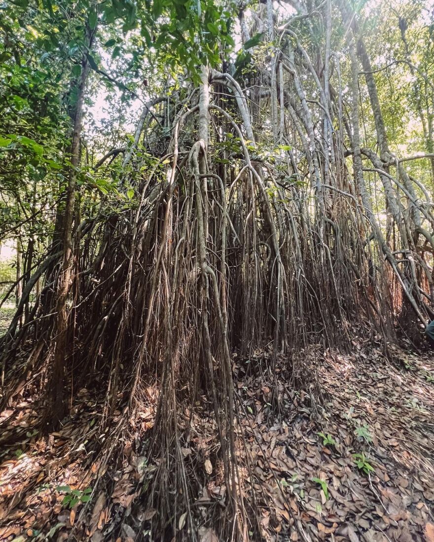 Ευγενία Σαμαρά: Ψάρεψε πιράνχας στον Αμαζόνιο