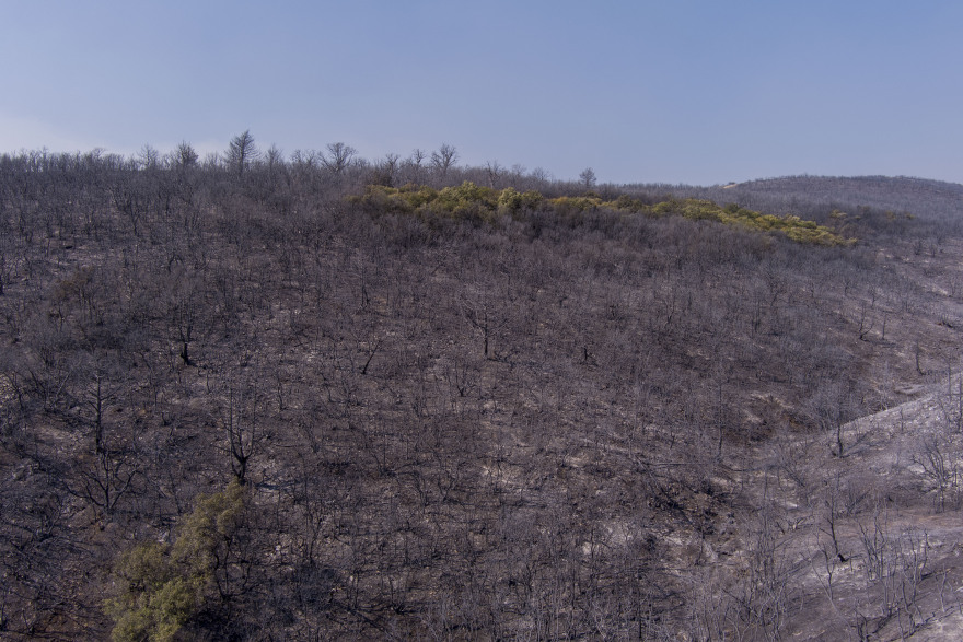 Φωτιά στον Έβρο: Ολονύχτια μάχη με τις αναζωπυρώσεις - Μάχη για να σβήσει η φωτιά στο δάσος της Δαδιάς