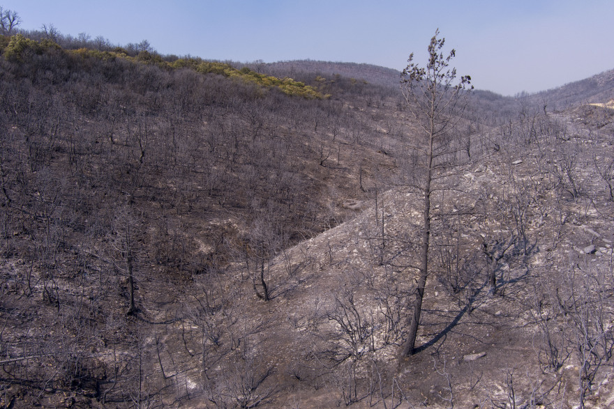 Φωτιά στον Έβρο: Ολονύχτια μάχη με τις αναζωπυρώσεις - Μάχη για να σβήσει η φωτιά στο δάσος της Δαδιάς