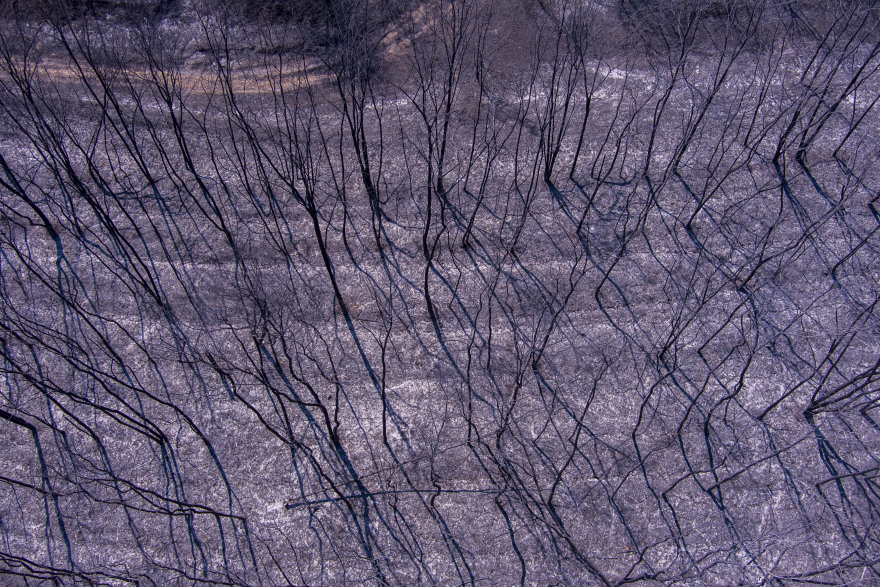 Φωτιά στον Έβρο: Ολονύχτια μάχη με τις αναζωπυρώσεις - Μάχη για να σβήσει η φωτιά στο δάσος της Δαδιάς